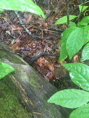 Pantherophis alleghaniensis