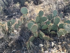 Opuntia engelmannii engelmannii