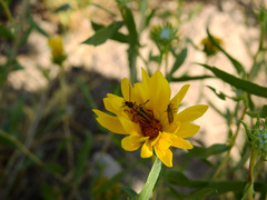 Chauliognathus scriptus