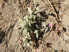 Sphaeralcea mendocina