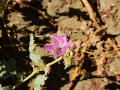 Sphaeralcea mendocina