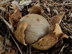 Myriostoma australianum