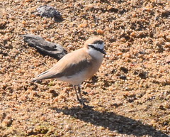 Charadrius marginatus mechowi