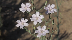 Stephanomeria exigua exigua