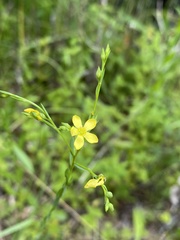 Linum floridanum