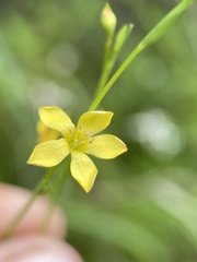 Linum floridanum