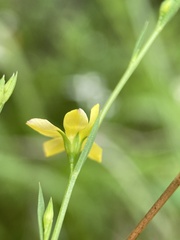 Linum floridanum