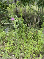 Linum floridanum