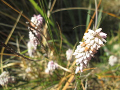 Erica alopecurus