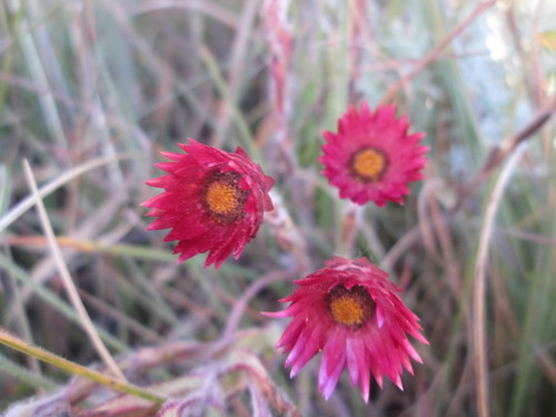Image of Helichrysum ecklonis by (c) Nolan Exe, some rights reserved (CC BY)