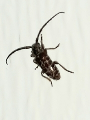 Eupogonius tomentosus