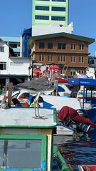 Ardea cinerea