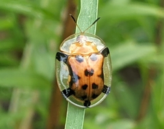 Aspidimorpha westwoodi