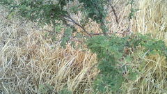Vachellia farnesiana
