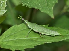 Sphenacris crassicornis