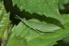 Sphenacris crassicornis