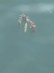 Serranidae
