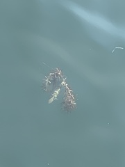 Serranidae