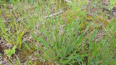 Dichanthelium villosissimum