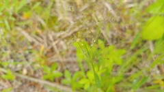 Dichanthelium villosissimum