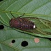 Purana nebulilinea - Photo 由 Albert Kang 所上傳的 (c) Albert Kang，保留部份權利CC BY-NC
