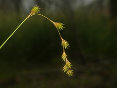 Carex echinodes