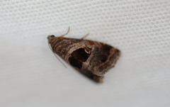 Tripudia rectangula