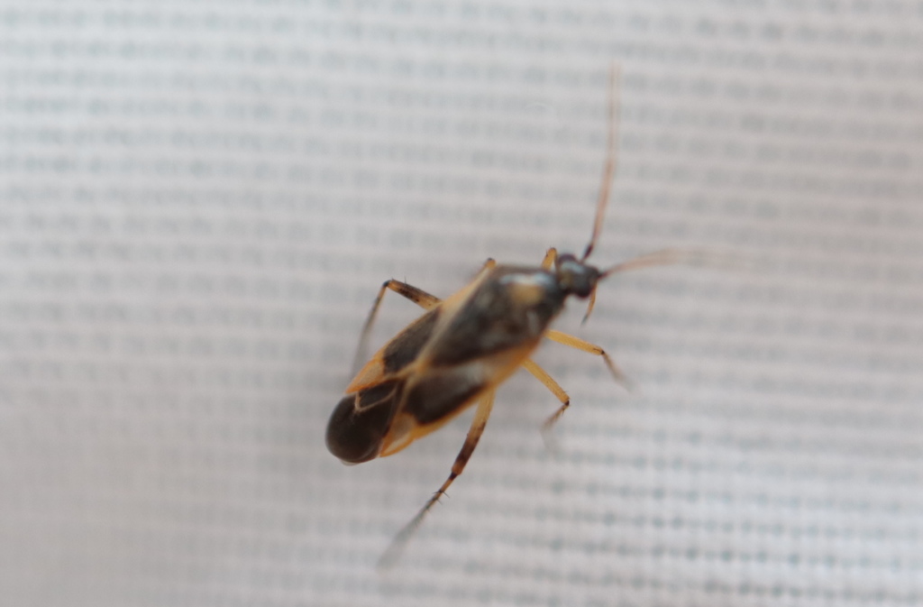 Plagiognathus tinctus