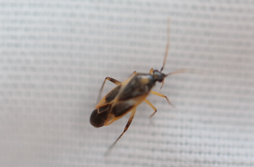 Plagiognathus tinctus