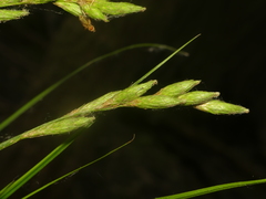 Carex muskingumensis