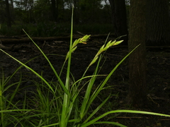 Carex muskingumensis