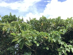 Dendrocnide kotoensis