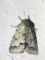 Acronicta innotata
