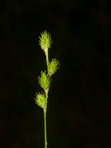 Medium