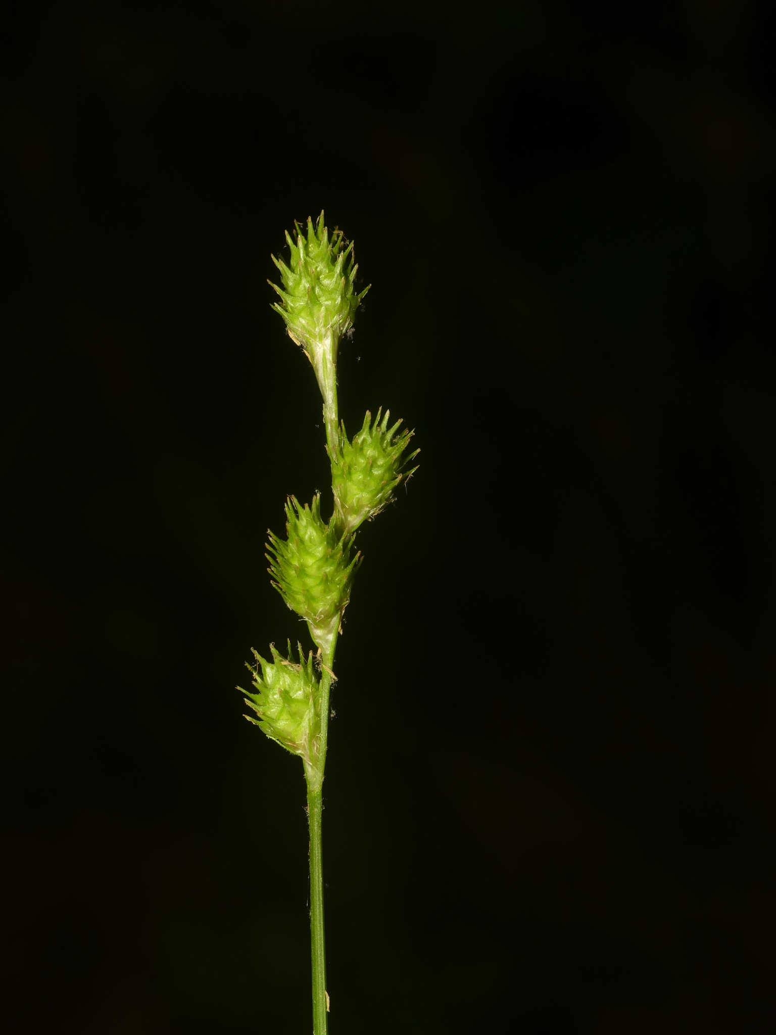 Carex albolutescens
