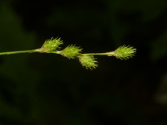 Carex albolutescens