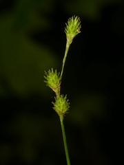 Carex albolutescens