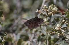 Erynnis pacuvius