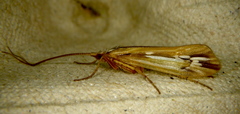 Limnephilus ornatus