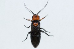 Acantholyda erythrocephala