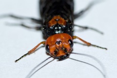 Acantholyda erythrocephala