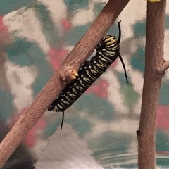 Danaus plexippus