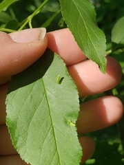 Eriophyes cerasicrumena