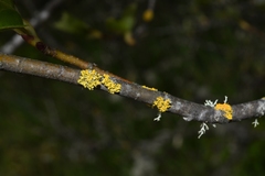 Vulpicida canadensis