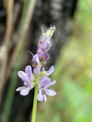 Orbexilum psoralioides