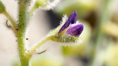 Lupinus shockleyi