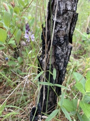 Orbexilum psoralioides