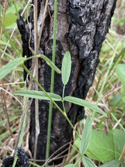 Orbexilum psoralioides