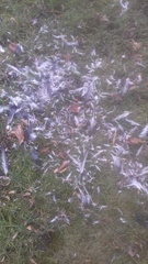 Columba livia domestica