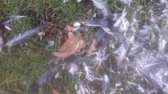 Columba livia domestica